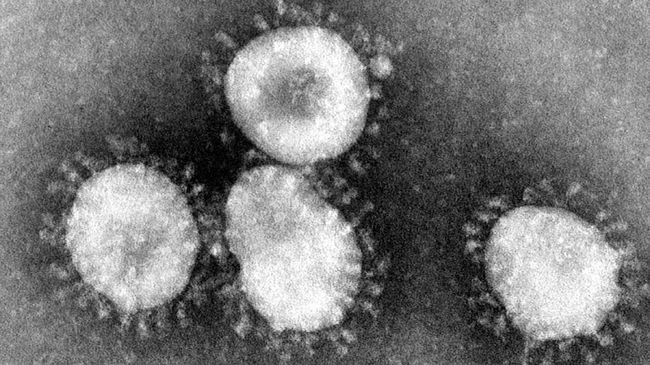Ilustrasi virus Corona. (Dok. CDC/Dr. Fred Murphy via Wikimedia Commons)